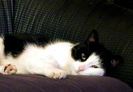 cat's cat