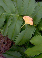 ginkgo leaf
