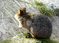 marsupial