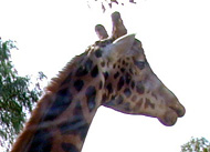 giraffe