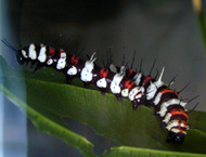 caterpillars