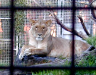 lion