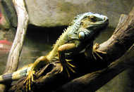 reptile