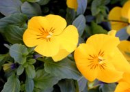 nice flowers good flowers