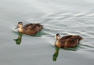 ducks