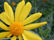yellow flower