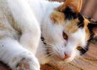 cat