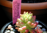 one of cats plants
