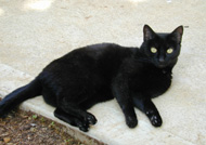 cat